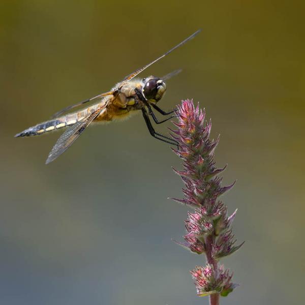 Viervlek (Libellula quadrimaculata)